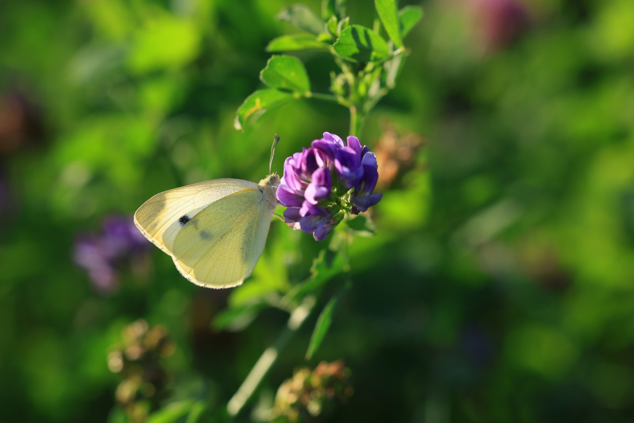 Schmetterling auf einer Blüte als Symbol für Veränderung